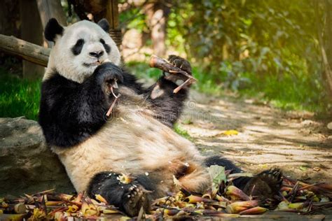 Oso De Panda Gigante En China Foto De Archivo Imagen De Cubo Especie