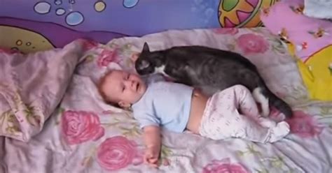 Baby cat crying for help. Cat Hears Baby Crying And Runs To Help And Soothe The ...
