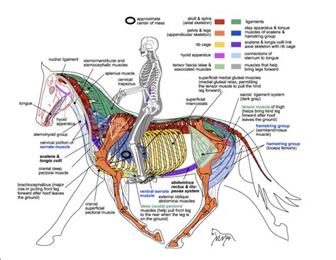 Equine Anatomy Burlington Equine Veterinary Services