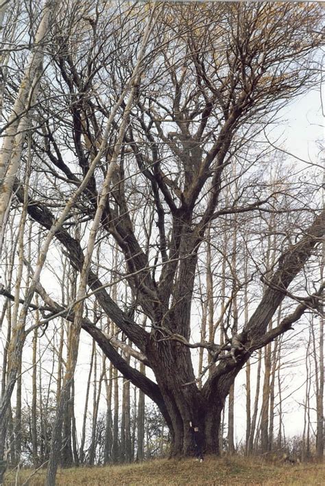 Wpo 01 White Poplar Nova Scotia Trees