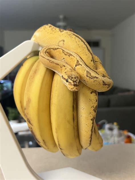 Banana Imposter Rsnakes