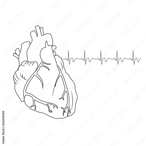 Human Heart Anatomy Flat Illustration Outline Image White Background