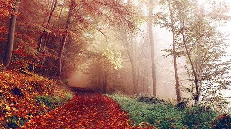 森の小道、 森林、 葉、 秋、 森、 落葉樹、 木、 日光、 パス、 霧、 霧、 枝、 草、 Hdデスクトップの壁紙