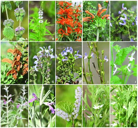 Southern African Medicinal Plants Of The Lamiaceae That Are Commonly