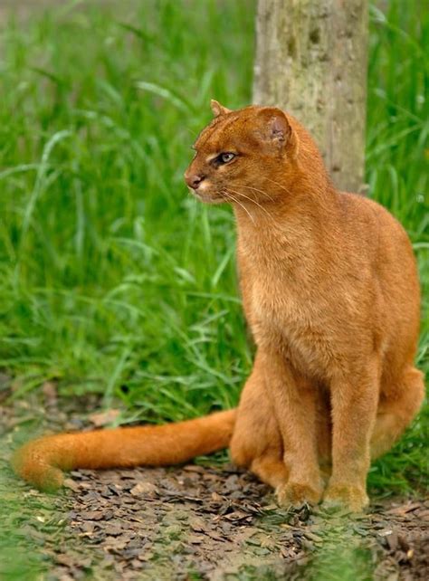 The Jaguarundi Is Small Cat That Is A Little Bit Larger