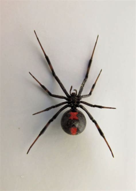Widow spiders and false widow spiders (also called cupboard spiders) differ in size, which is probably the main reason that false widow spider bites are unpleasant but not the kind of thing that commonly send people to the er. Weekends with the Birds: Backyard Bugs in Delaware