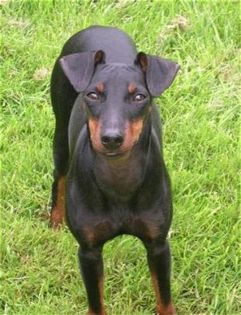 Cliquez sur le chien de votre choix pour en savoir plus et parcourir sa fiche détaillée. Manchester Terrier : caractéristiques, prix, alimentation ...