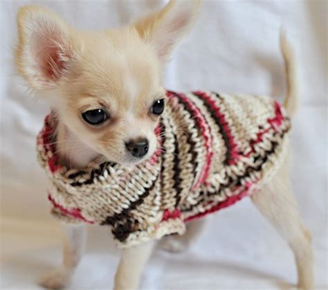 15 Signs Youre A Crazy Chihuahua Person And Damn Proud To Be