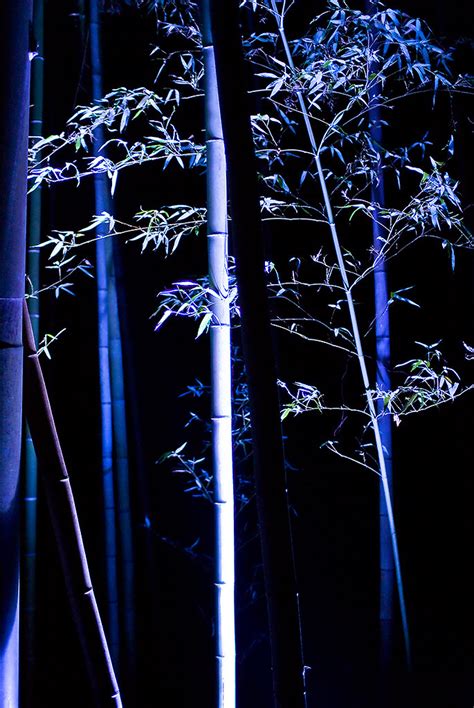 0212 The Bamboo Forest Of Night View The Taking A Picture Flickr