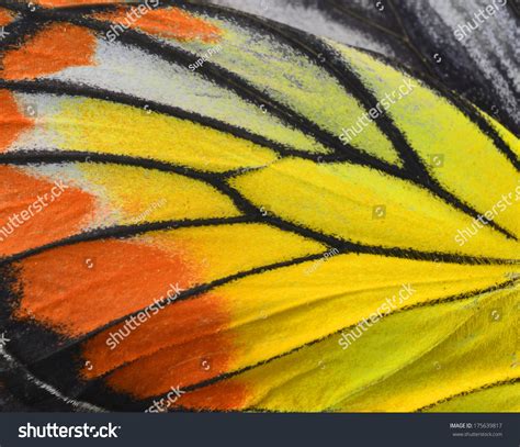 182180 Butterfly Wing Close Images Stock Photos And Vectors Shutterstock