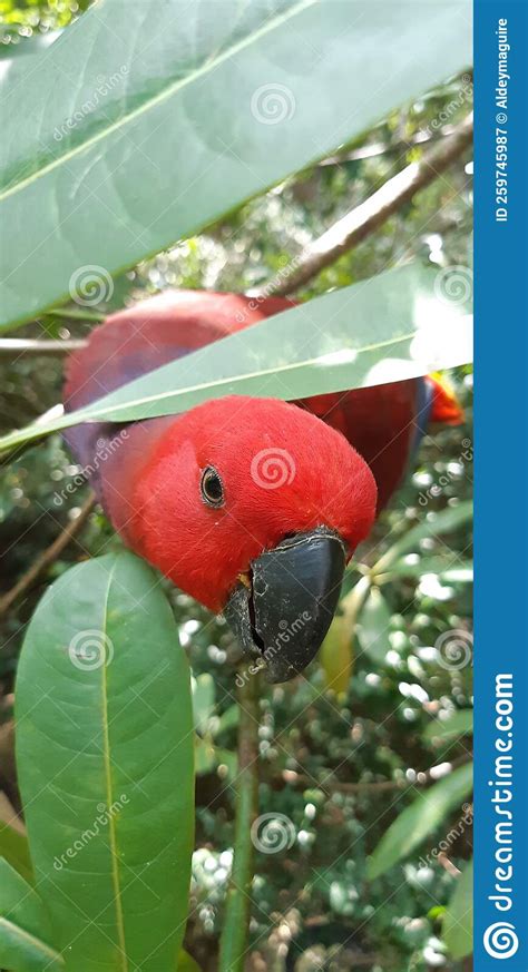 Red Head Parrot Stock Image Image Of Green Plant Parrot 259745987