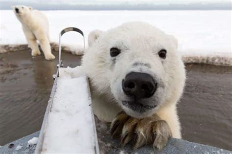 Curious Polar Bear Cub Takes Selfies Photos Social News Daily