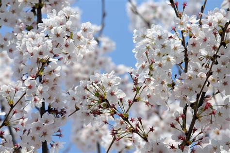 Free Image On Pixabay Cherry Blossom Spring Flower Cherry Flower