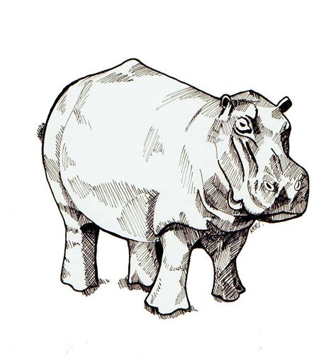 Hippo Drawing By Kerryn Moolenschot Fine Art America
