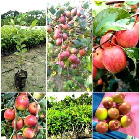 Apple Ber Plant At Best Price Inr 35inr 40 Piece In Ahmedabad Gujarat