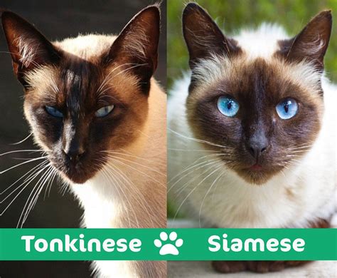 Tonkinese Vs Siamese Cat Whats The Difference With Pictures