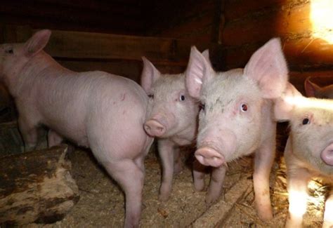 Чем кормить свиней как правильно кормить комбикормом или пшеницей в