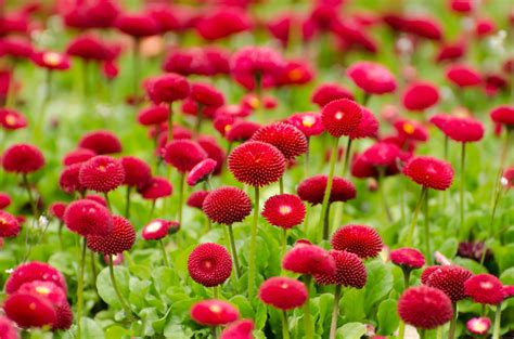 Free Images Blossom Meadow Flower Petal Bloom Red Herb Produce