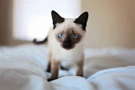 Seal Point Vs Chocolate Point Siamese Cat Know The Differences