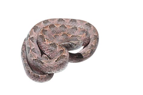 Pit Viper Stock Photos Pictures And Royalty Free Images Istock