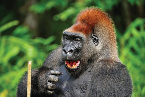 Wild Gorillas Compose Happy Songs That They Hum During Meals New
