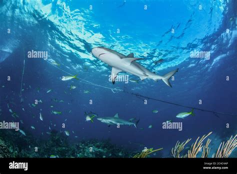 Caribbean Reef Sharks Over Coral Reef Stock Photo Alamy