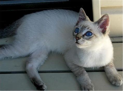 Just Adopted A Lilac Point Lynx Tabby Siamese Kitten Asher Looks Alot Like This Such A Sweet