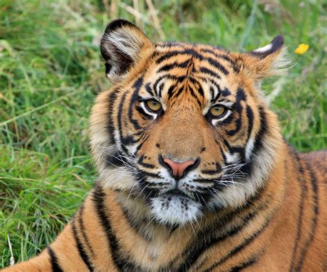 Free Photo Tiger Sumatran Animal Wild Free Image On Pixabay 317024