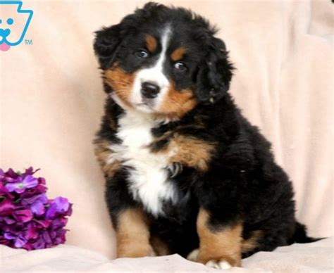 Bernese Mountain Dog Puppies For Sale Puppy Adoption Keystone Puppies