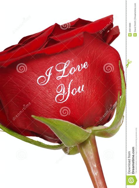 Rote Rose Die Ich Liebe Dich Sagt Stockbild Bild Von Jahrestag