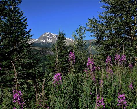 Wildflowers And Mountain Tops Photograph By Dwight Eddington Fine Art