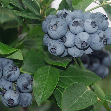 Southern highbush and rabbiteye blueberries are largely adapted to warmer areas. St. Cloud - Hartmann's Plant Company | Wholesale Store
