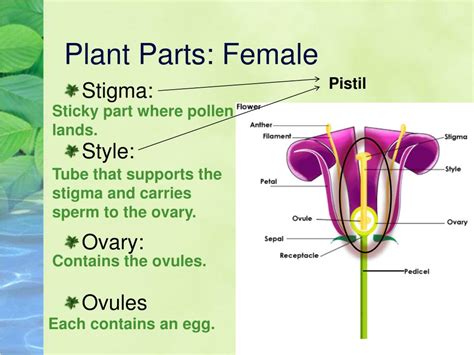 Examine the flower for a pistil, which has three parts: PPT - Plant Reproduction PowerPoint Presentation, free download - ID:1951429