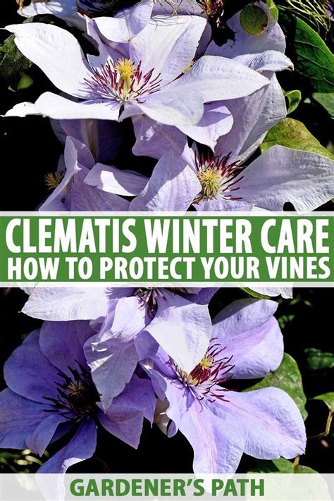 Check spelling or type a new query. Winter Care and Protection for Clematis Plants | Gardener ...