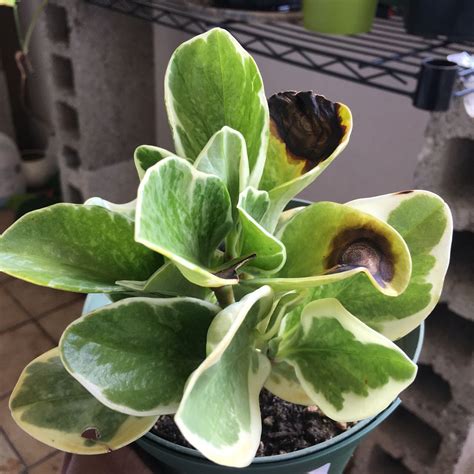 Here's how to care for it. Peperomia obtusifolia Variegata Tiny Jungle Joy ...