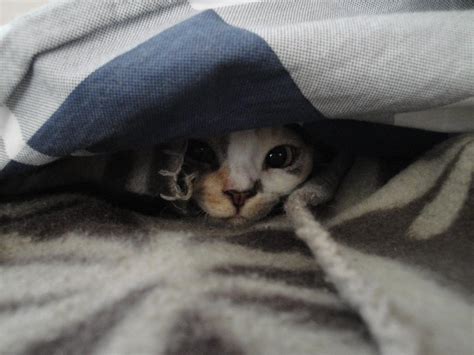Hiding Under The Blanket Aww
