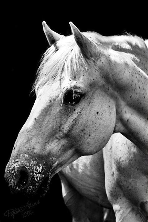 Pin By Jessica On Color Life In Black And White Horses Pretty