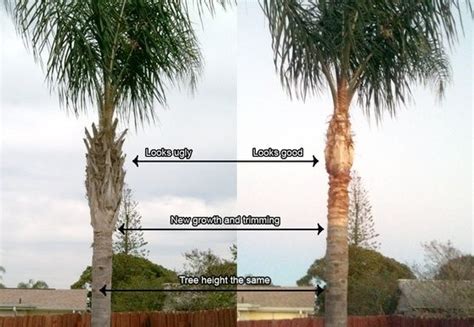 Pruning Palm Trees