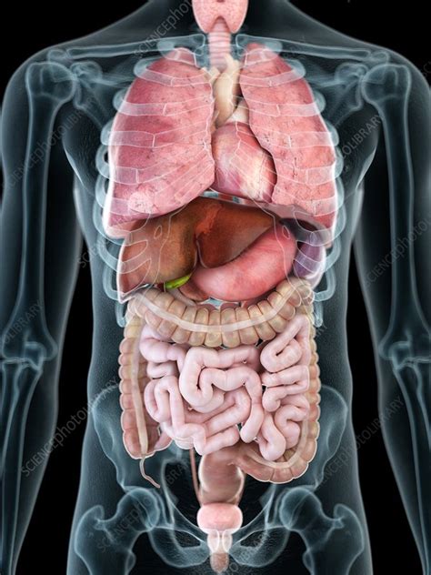 Anatomical and medical illustration female anatomical figure by russell kightley media : Illustration of a man's internal organs - Stock Image ...