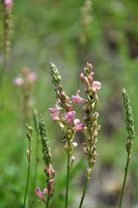 Pink Flowers Sainfoin Growing In Meadow Grasses Stock Image Image Of