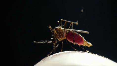 Mosquito Drinking Blood Stock Footage Sbv 310522477 Storyblocks