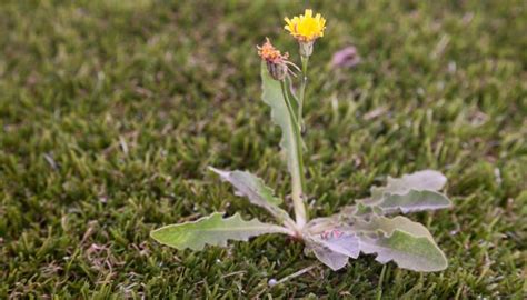 How To Prevent Winter Weeds In Texas Aggieland Green