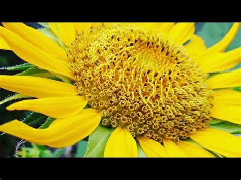 Meskipun bentuknya kecil dan agak susah untuk mengupasnya biji matahari memiliki tekstur yang renyah dan gurih. Wow Cara cepat tanam Bunga Matahari (SUN FLOWER) - YouTube