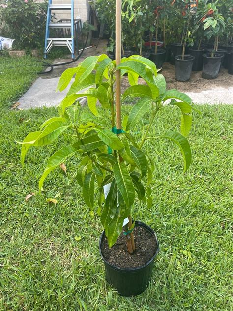 clearance sale up 30 off mango tree carrie variety grafted live tree 3 4 feet tall in 3 gallon