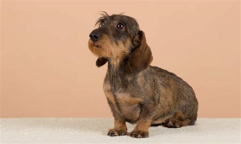 Wirehaired Dachshund Temperament Colors Price