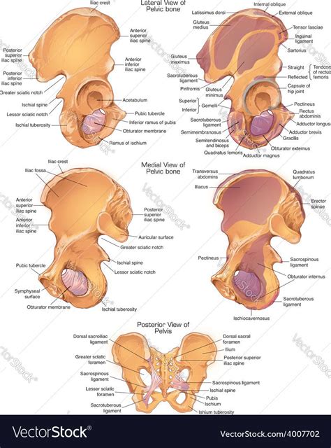 Images and pdf files the anatomical images and pdf files below are intended as alternative versions of the quizzes, designed for you to download so you can print them out and study without your computer (please help support the website by keeping the address on them if you intend to let anyone else use or see them). Anatomy Pictures Muscles And Bones Pdf Downloads - Anatomy ...