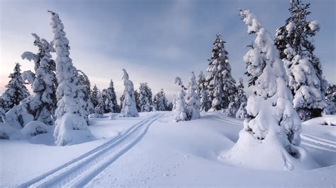 Snow Covered Trees And Landscape Under Cloudy Blue Sky Hd Winter