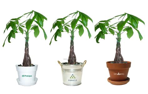 Generally, you should water thoroughly, and then only water again. Money Tree / Pachira Plant In Pot & Marbles,China Wholesale Money Tree / Pachira Plant In Pot ...