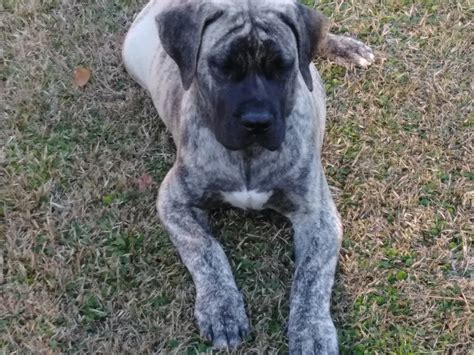 Sorry, there are no presa canario puppies for sale at this time. Perro de Presa Canario Puppies For Sale | Macon, GA #258113