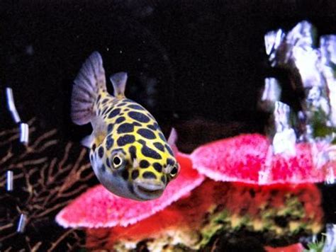 Photo 2 Green Spotted Puffer In 55 Gallon Brackish Water